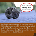 Was muss man über Igel wissen? - 13 wissenswerte Tipps und Infos rund um unsere heimischen Igel 