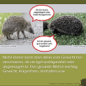 Was muss man über Igel wissen? - 13 wissenswerte Tipps und Infos rund um unsere heimischen Igel 