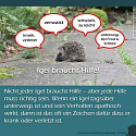 Was muss man über Igel wissen? - 13 wissenswerte Tipps und Infos rund um unsere heimischen Igel 