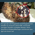 Was muss man über Igel wissen? - 13 wissenswerte Tipps und Infos rund um unsere heimischen Igel 