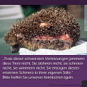 Was muss man über Igel wissen? - 13 wissenswerte Tipps und Infos rund um unsere heimischen Igel 