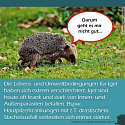 Was muss man über Igel wissen? - 13 wissenswerte Tipps und Infos rund um unsere heimischen Igel 