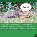 Was muss man über Igel wissen? - 13 wissenswerte Tipps und Infos rund um unsere heimischen Igel 