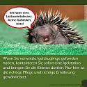 Was muss man über Igel wissen? - 13 wissenswerte Tipps und Infos rund um unsere heimischen Igel 