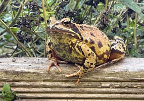 Grasfrosch in einem Kräuterbeet