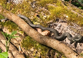 Ringelnatter im Wald (Foto: C. Bilger)