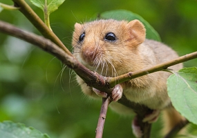 Haselmaus (franz. Muscardin) auf Ast in einer Hecke