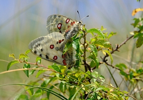 Apollofalter auf Schlehe (Foto: Hans)