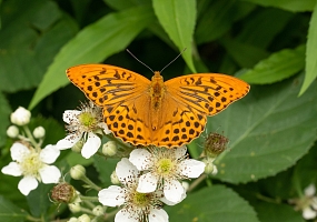 Schmetterling des Jahres 2022: der Kaisermantel 