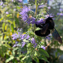 Caryopteris Bartblume Wildbiene