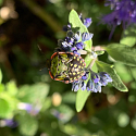 Caryopteris Bartblume Wildbiene