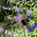 Caryopteris Bartblume Wildbiene