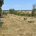 Extensivierung einer Streuobstwiese - daher wird nicht gemulcht sondern das Schnittgut als Heu abgefahren