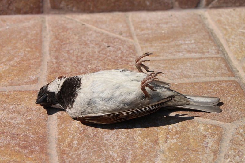 Erste Hilfe für Vögel mit einem Anflugtrauma - was tun, wenn ein Vogel gegen eine Scheibe geflogen ist?