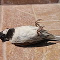 Erste Hilfe für Vögel mit einem Anflugtrauma - was tun, wenn ein Vogel gegen eine Scheibe geflogen ist?