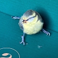 Erste Hilfe für Vögel mit einem Anflugtrauma - was tun, wenn ein Vogel gegen eine Scheibe geflogen ist?
