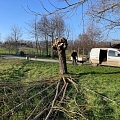 Bau einer Totholzhecke mit integriertem Wiedehopfnistkasten aus Kopfweidenschnitt