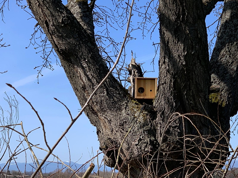 Steinkauzröhre in altem Kirschbaum