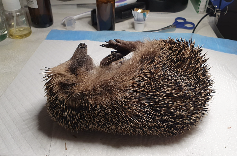So wurde die Igelin auf einem Feldweg am Dorfrand liegend gefunden