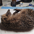 So wurde die Igelin auf einem Feldweg am Dorfrand liegend gefunden