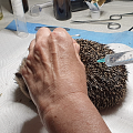Infusionen unter die Haut, da die Igelin massiv dehydriert ist
