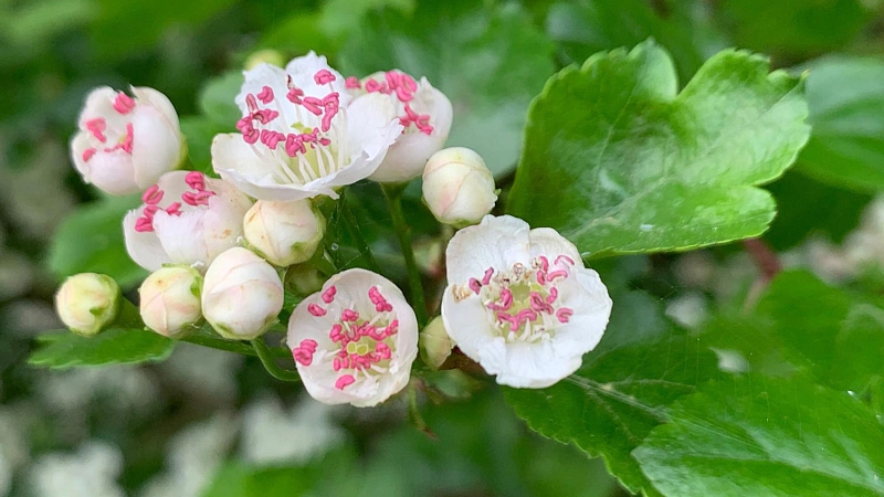 Weißdornblüte Detail