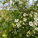 Weißdornblüte Detail