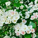 Weißdornblüte Detail