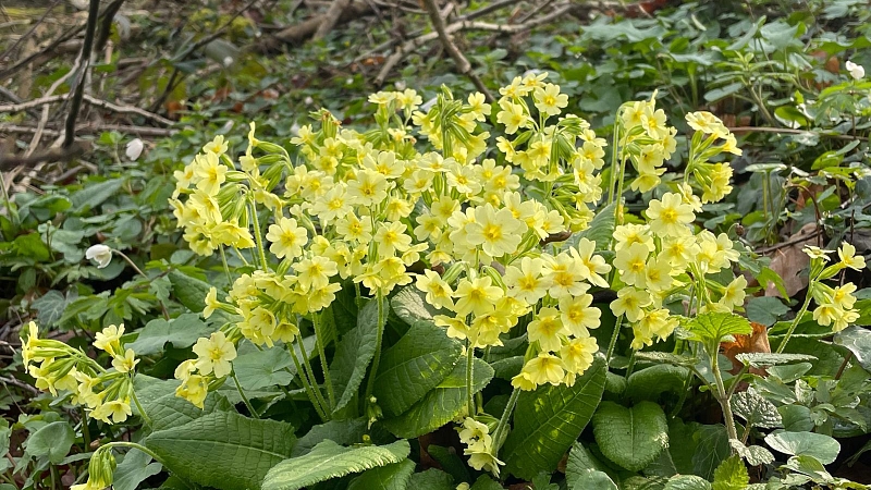 Primula elatior am Naturstandort Ende März.