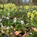 Primula elatior am Naturstandort Ende März.