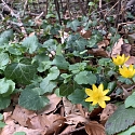 Primula elatior am Naturstandort Ende März.