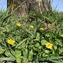 Primula elatior am Naturstandort Ende März.