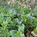 Primula elatior am Naturstandort Ende März.