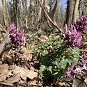 Primula elatior am Naturstandort Ende März.