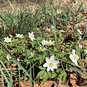 Primula elatior am Naturstandort Ende März.