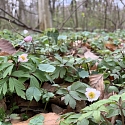 Primula elatior am Naturstandort Ende März.