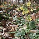 Primula elatior am Naturstandort Ende März.