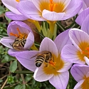 Primula elatior am Naturstandort Ende März.