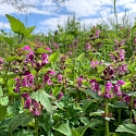 Primula elatior am Naturstandort Ende März.