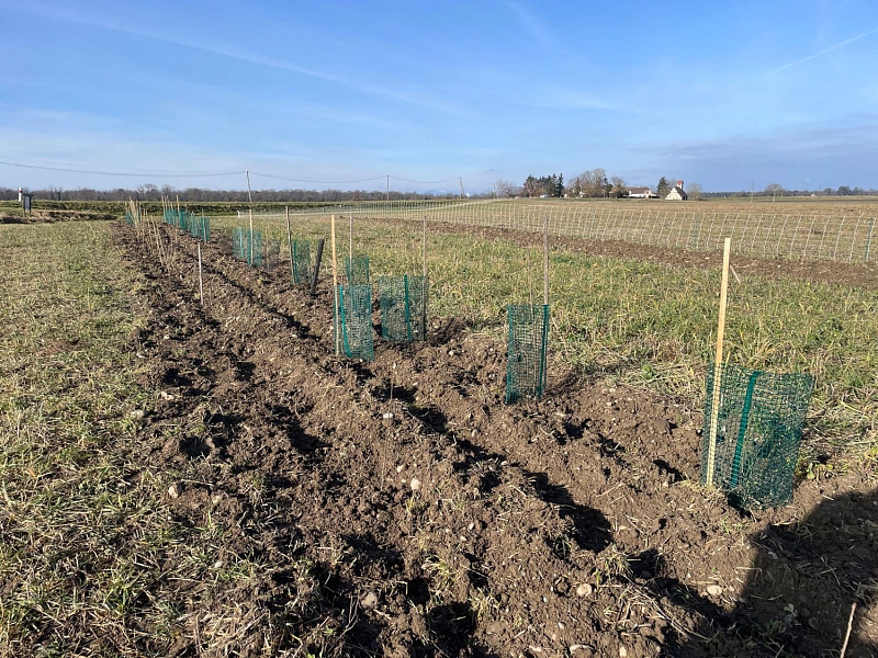 Die erste Heckenpflanzung 2026 in F-68490 Petit-Landau, Ferme Ysengrain