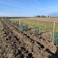 Die erste Heckenpflanzung 2026 in F-68490 Petit-Landau, Ferme Ysengrain
