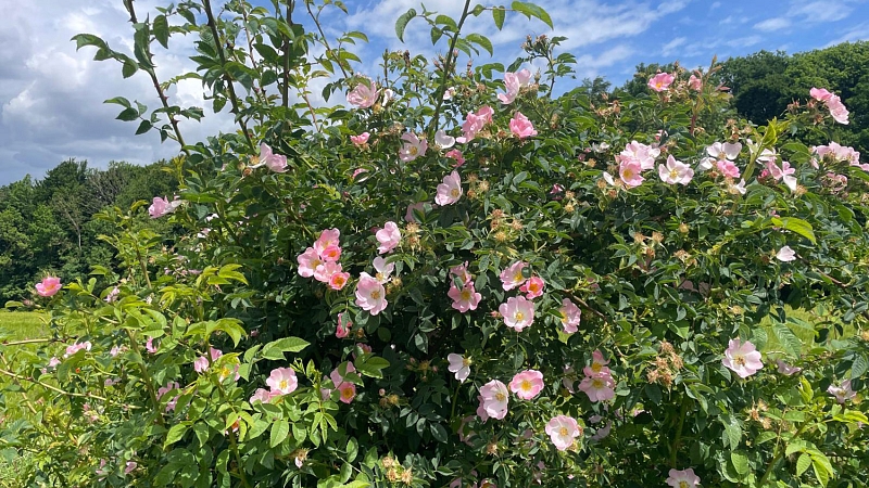 Wildrose in einer Hecke
