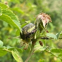 Apollofalter auf Schlehe (Foto: Hans)