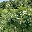 Wildrose in einer Hecke