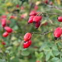 Wildrose in einer Hecke