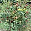 Wildrose in einer Hecke