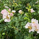 Wildrose in einer Hecke