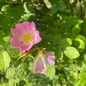Wildrose in einer Hecke