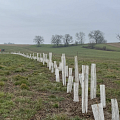 Heckenpflanzung Ferme Wacker Helfrantzkirch
