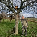 Zwei neue Steinkauzbrutröhren an einem geeigneten Standort im Elsass, wo wir zusätzlich auch Hecken und Einzelbäume pflanzen
